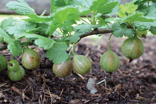 A green fruit with a rust-colored blush, the juicy Captivator is nearly thornless with a crisp, sweet flavor.